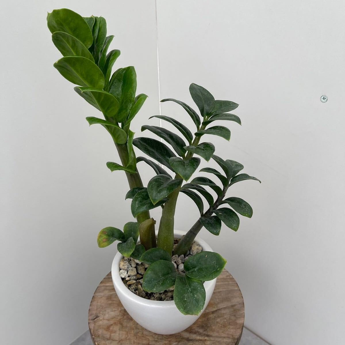 【観葉植物】　ザミオクルカス 受皿付 観葉植物：金銭樹 ザミオクルカス ザミフォーリア 鉢植え*受皿付 富士